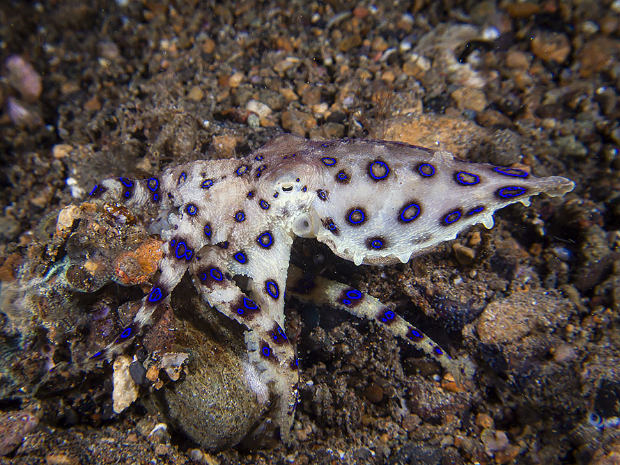 Hapalochlaena lunulata
